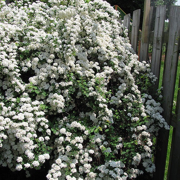 Spiraea vanhouttei (Spirée Couronne de mariée)