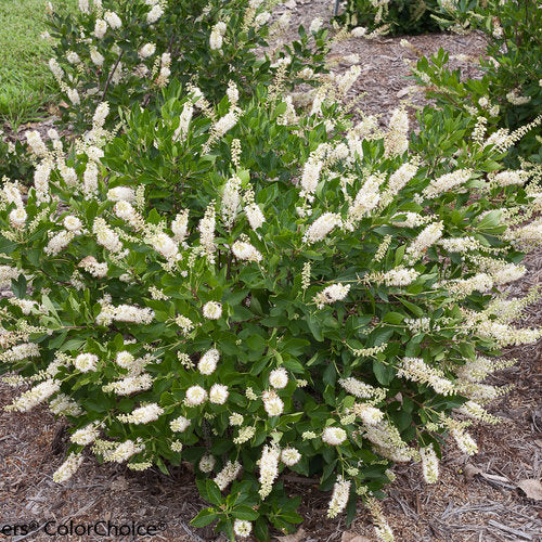 Clethra alnifolia 'Vanilla Spice' (Clèthre 'Vanilla Spice')