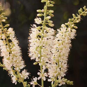 Clethra alnifolia 'Vanilla Spice' (Clèthre 'Vanilla Spice')