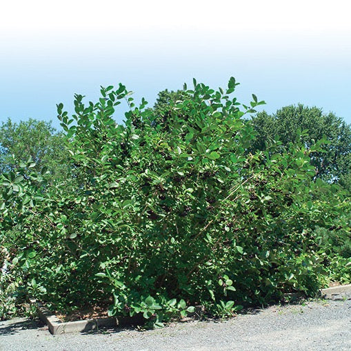 Aronia melanocarpa 'Viking' (Aronie à gros fruits ‘Viking’)