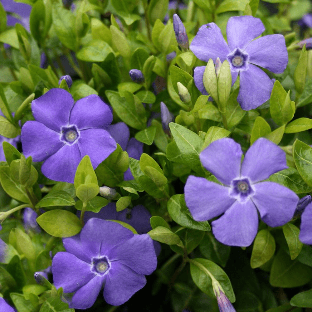 VINCA minor 'Bowles's Variety'