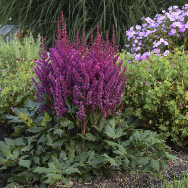 ASTILBE chinensis ‘Visions’ (1 gallon)