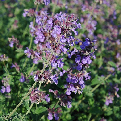 Nepeta faassenii 'Walker's Low' (Herbe aux chats ornementale ‘Walker's Low’)