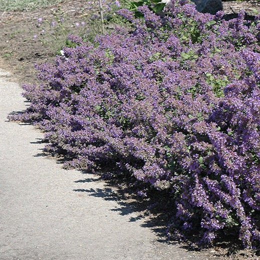 Nepeta faassenii 'Walker's Low' (Herbe aux chats ornementale ‘Walker's Low’)