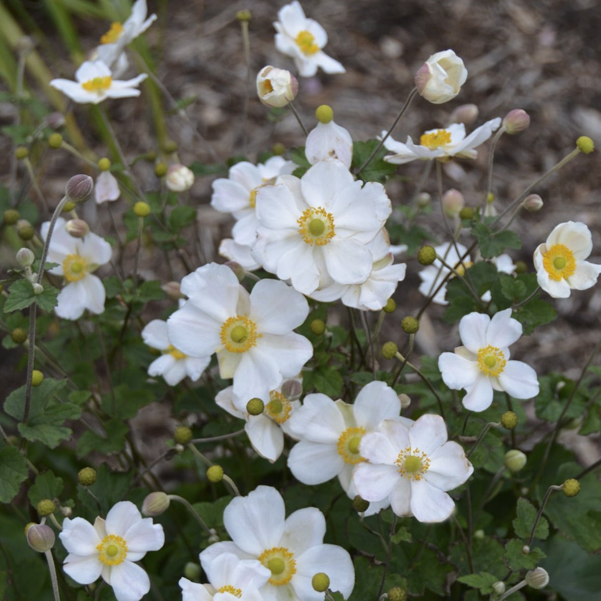 ANEMONE hybrida ‘Honorine Jobert’