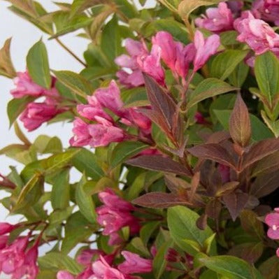 Weigela 'Strobe' BE (Weigela ‘Strobe’)