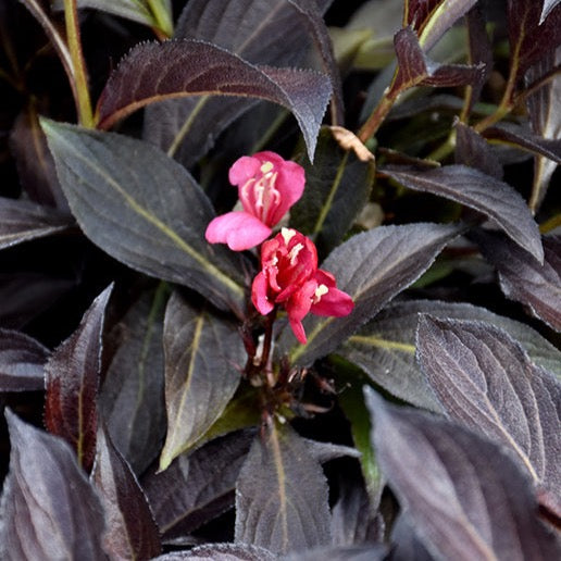 Weigela 'Electric Love' (Weigela 'Electric Love')