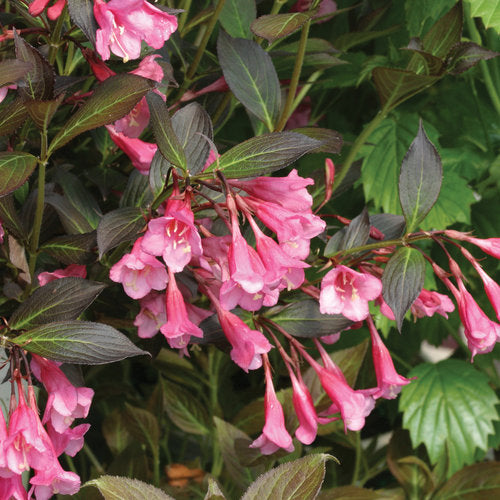 Weigela florida 'Fine Wine' PW (Weigela ‘Fine Wine’)