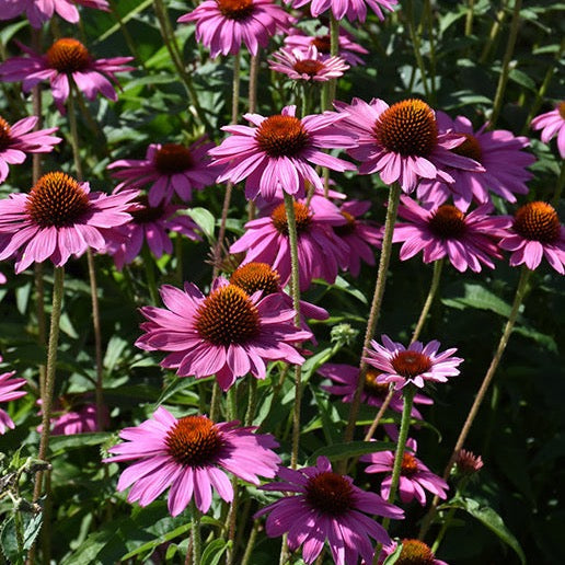 Echinacea purpurea 'Pow Wow Wild Berry' (Échinacée pourpre 'PowWow wild berry')