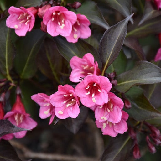 Weigela florida 'Wine & Roses' PW (Weigela ‘Wine and Roses’)