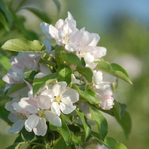 Malus 'Rinki' (Pommetier 'Rinki')