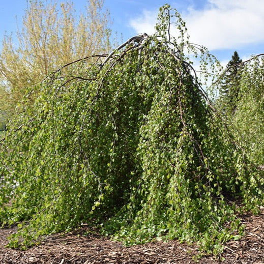 Bouleau européen pleureur 'Youngii' (Betula verrucosa 'Youngii')