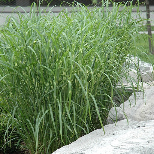 Miscanthus sinensis 'Zebrinus' (Roseau de Chine 'Zebrinus')